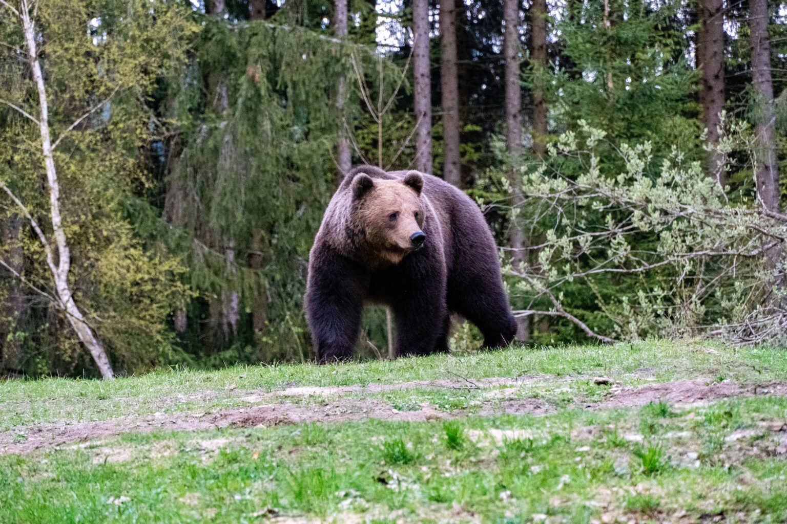 animais que vivem na Taiga parte O mundo dos seus pets é aqui